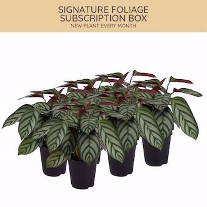 Picture of 5" Signature Foliage Box